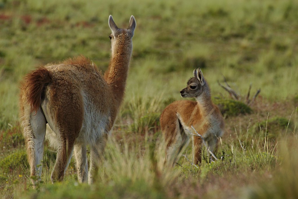 Mother And Child