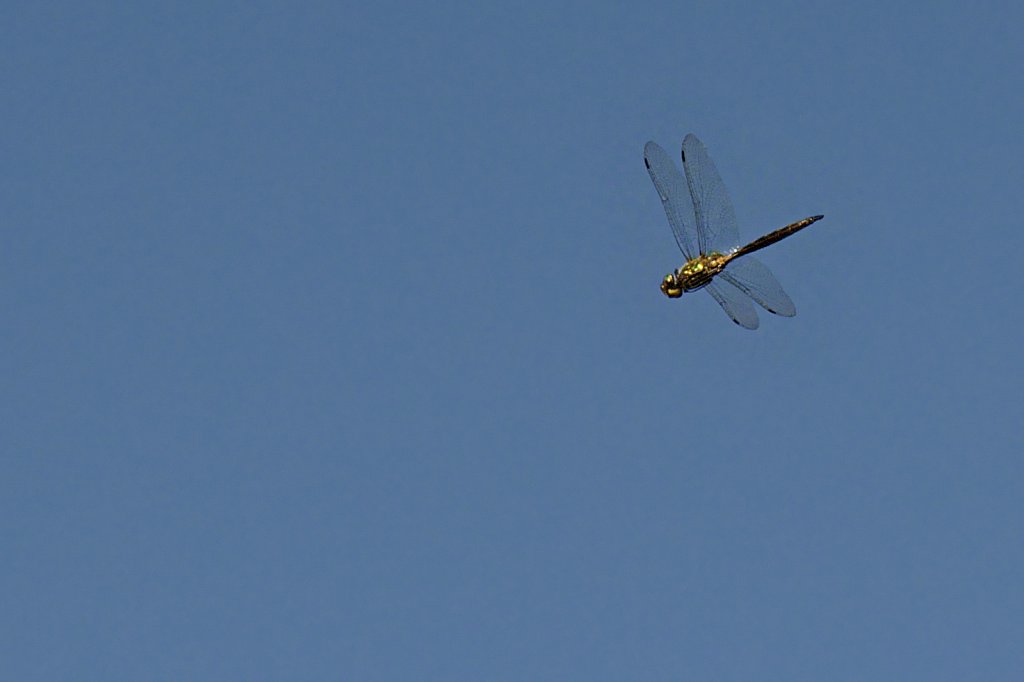 Dragonfly In Flight.