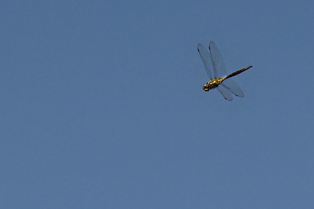 Dragonfly In Flight.