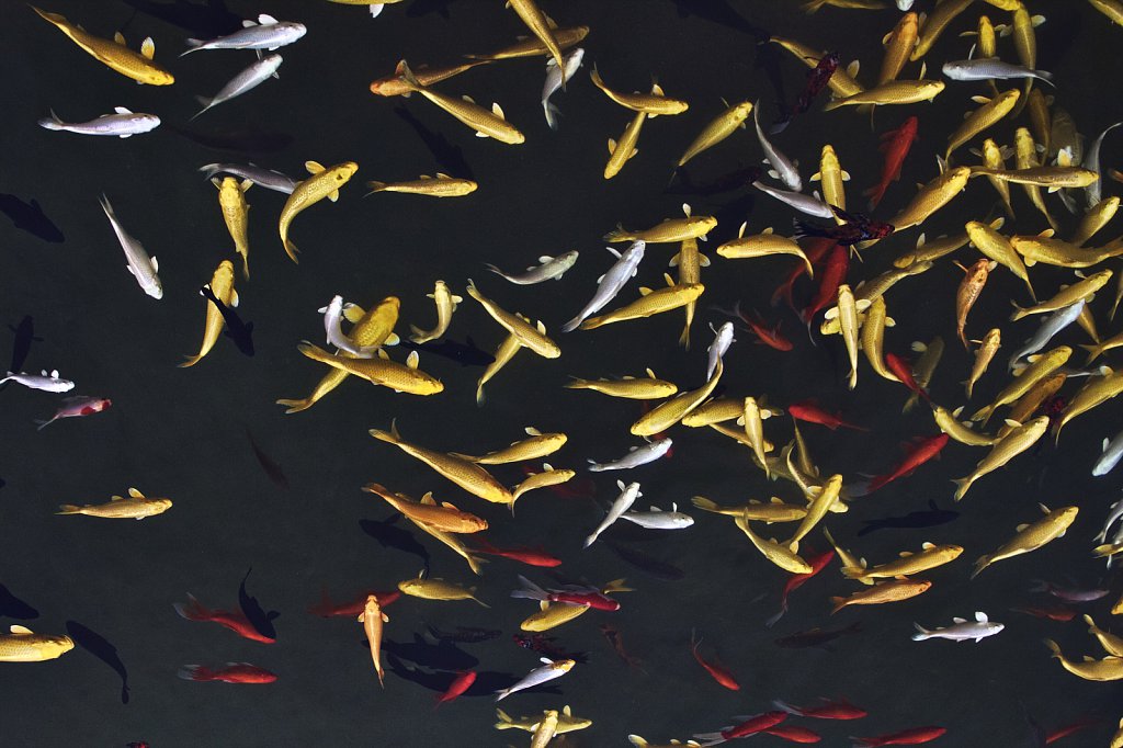 Fishes in Night Sky
