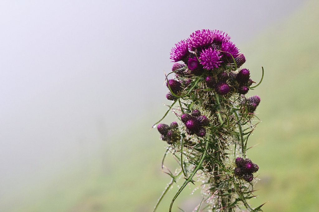 Thistle Swizzle