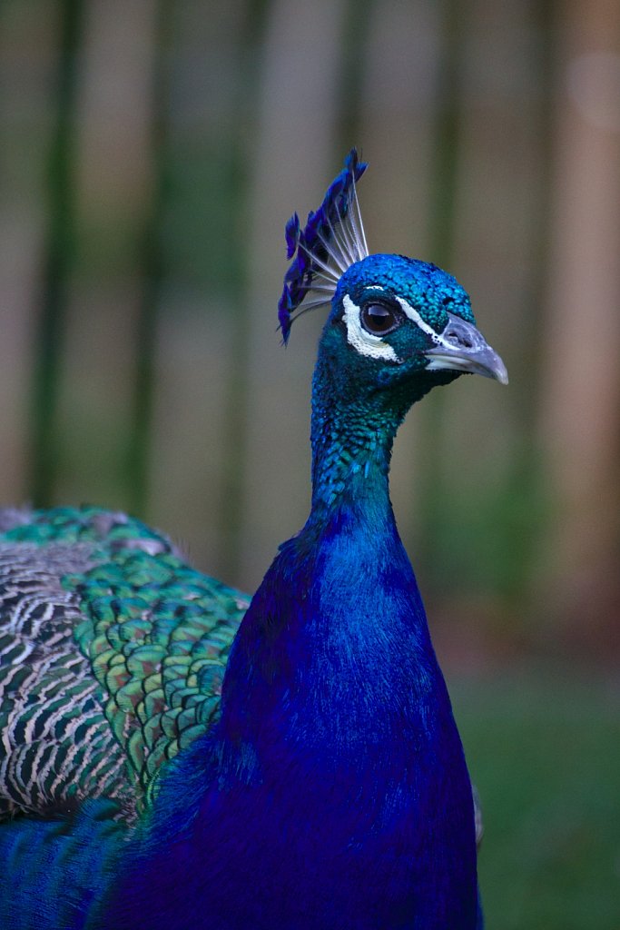 Eye Contact With Peacock