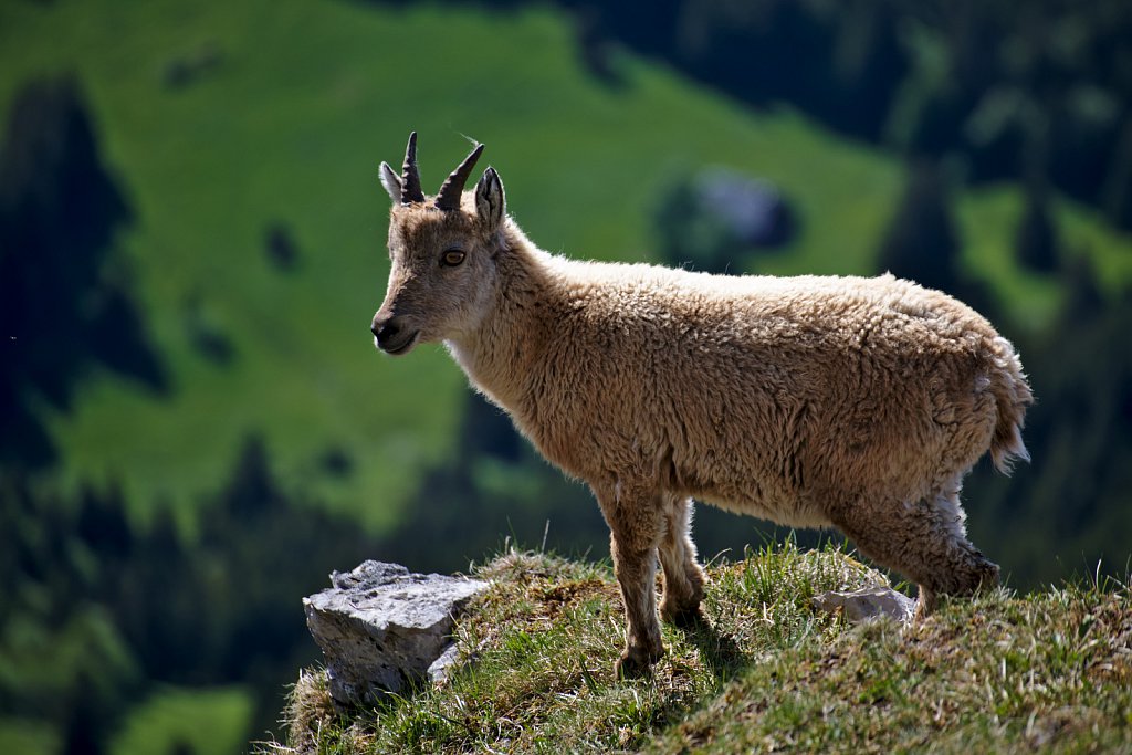 Bouquetin on Dent d'Oche