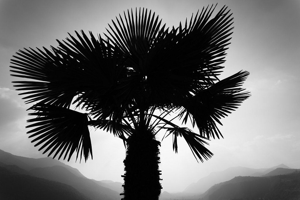 Abziehbild einer Palme