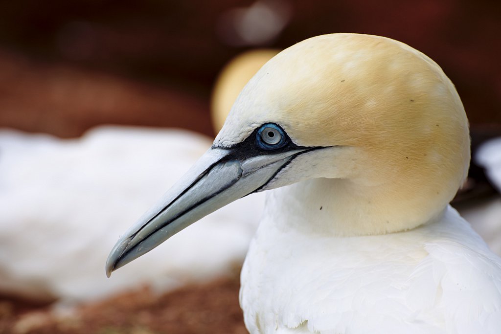 Northern Gannet