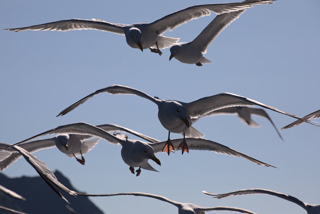 "Die Vögel"