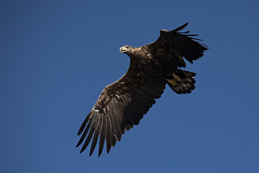 Seeadler