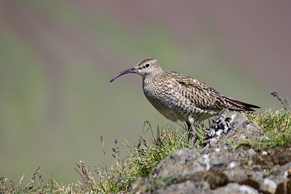 Numenius phaeopus