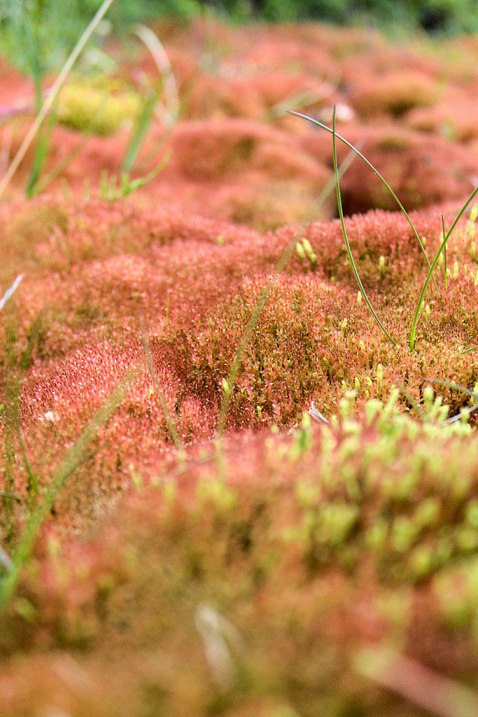 ...where the grass is red