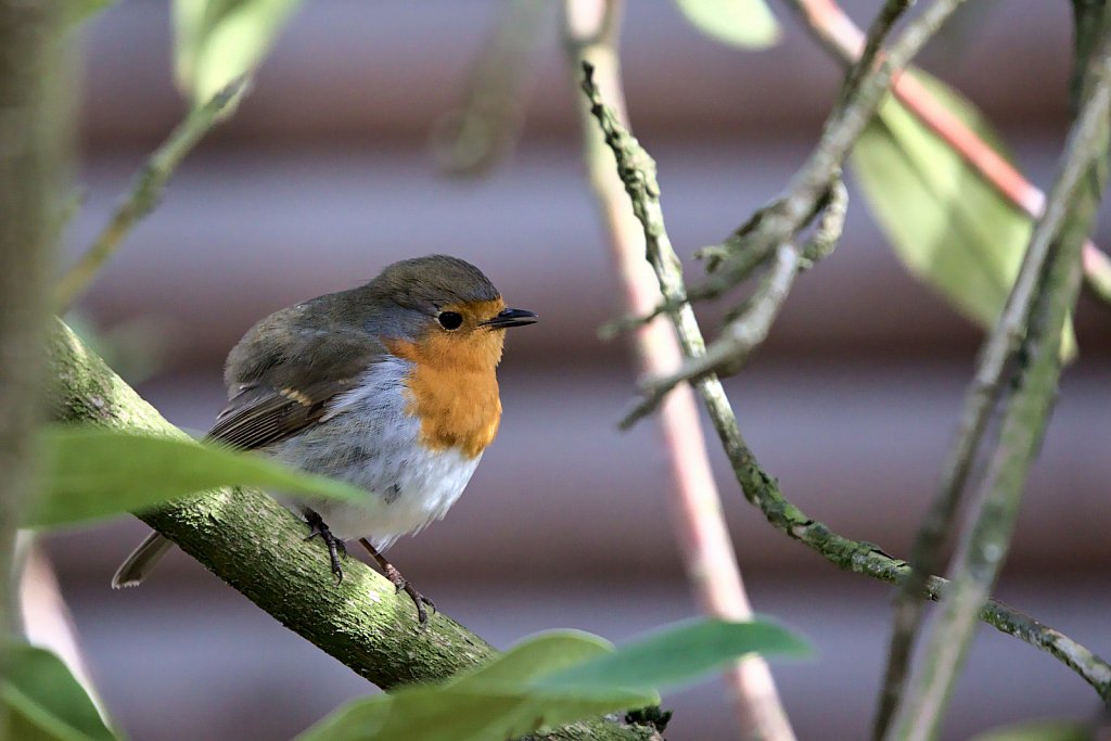 Rotkehlchen / European Robin