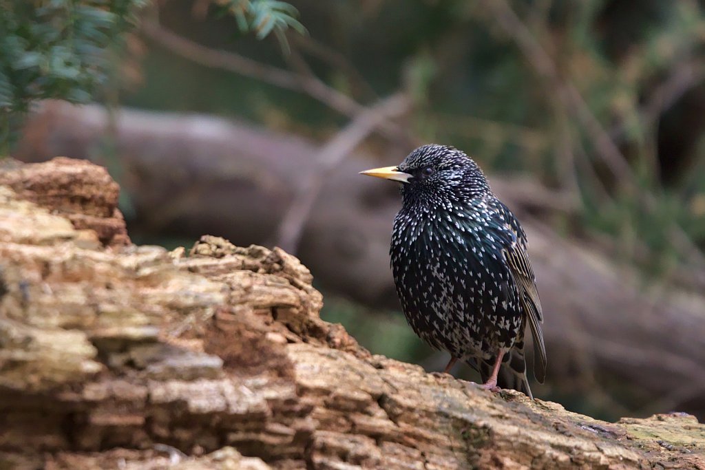 Star / Common Starling