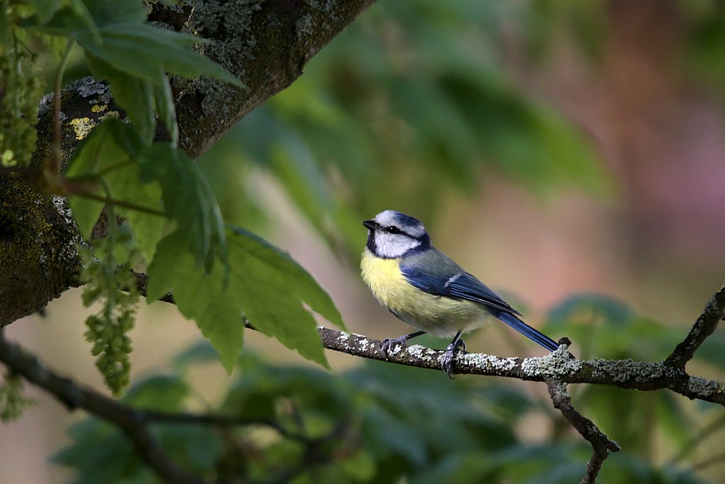 Blaumeise / Eurasian Blue Tit