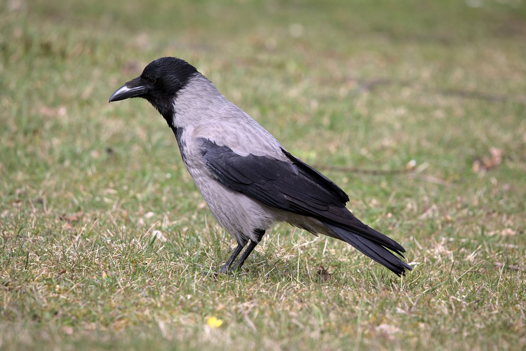 Nebelkrähe / Hooded Crow