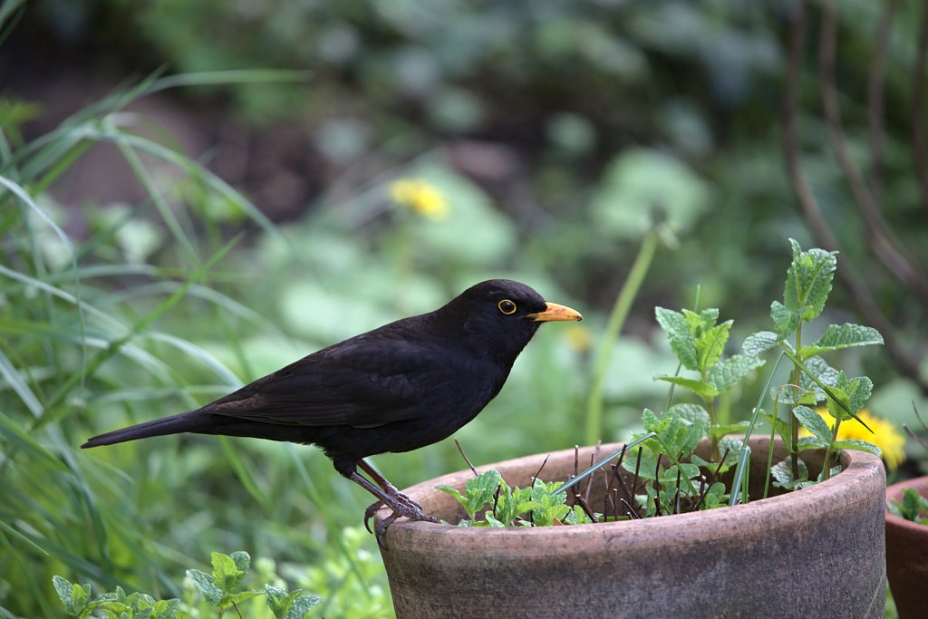 Amsel / Blackbird