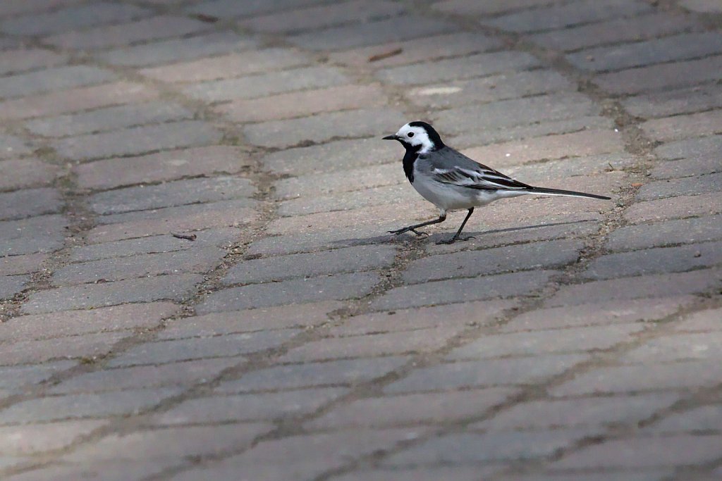 Backstelze / White Wagtail