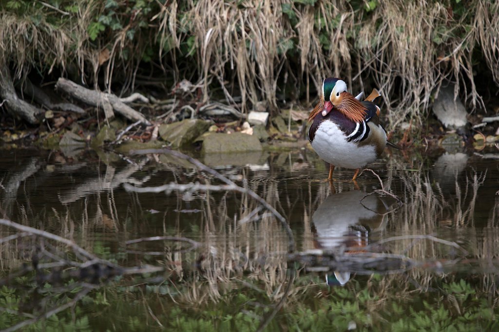 Mandarinente / Mandarin Duck