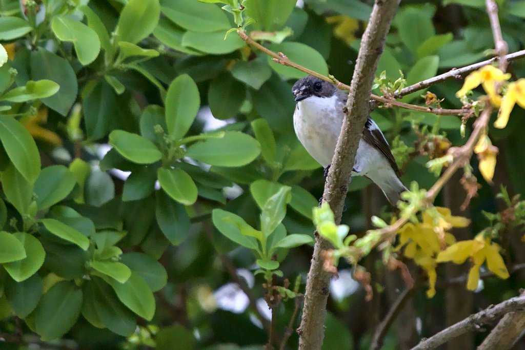 Trauerschnäpper / European Pied Flycatcher