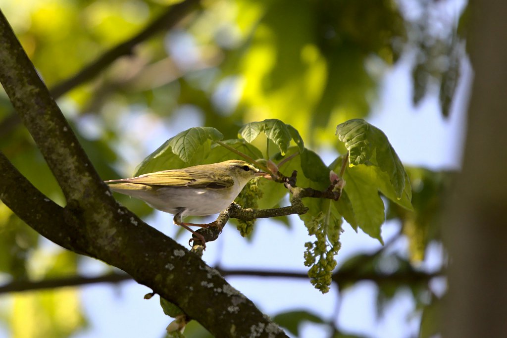 Zilpzalp / Common Chiffchaff