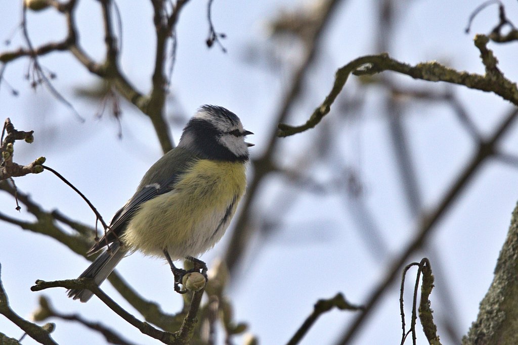 Blaumeise / Eurasian Blue Tit