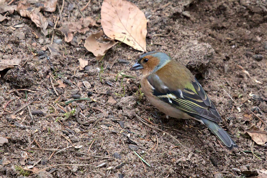 Buchfink / Common Chaffinch