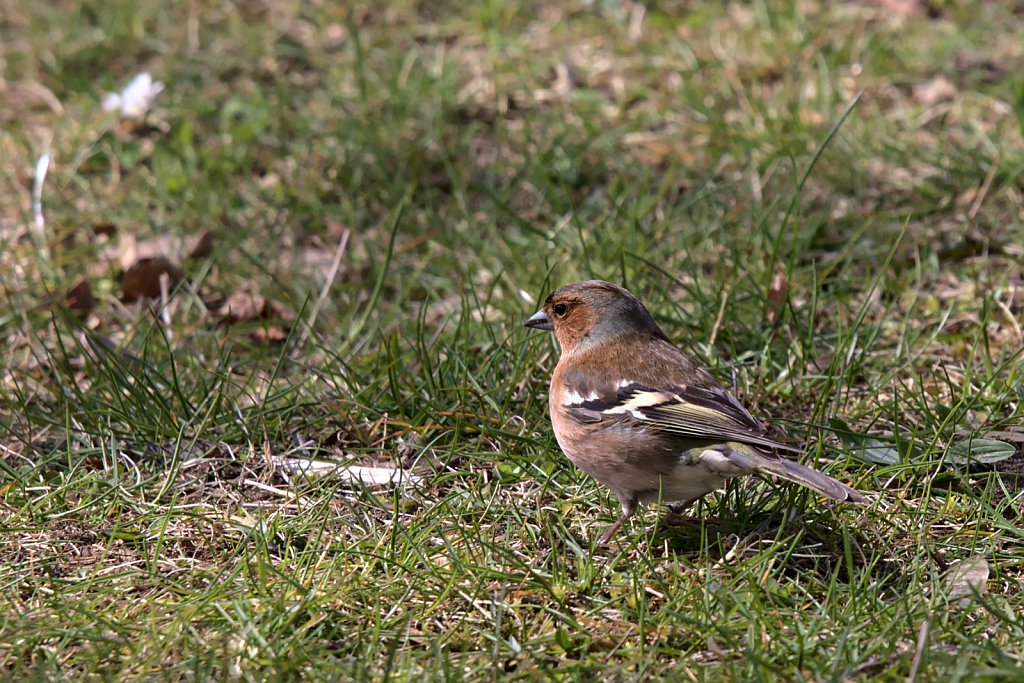 Buchfink / Common Chaffinch