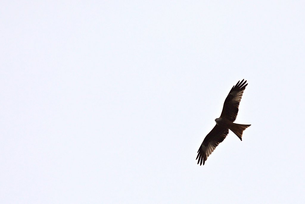 Rotmilan / Red Kite