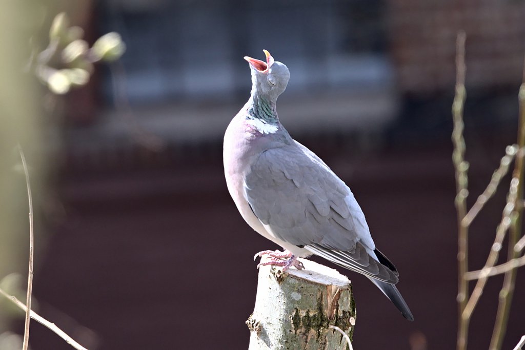 Ringeltaube / Common Wood Pigeon