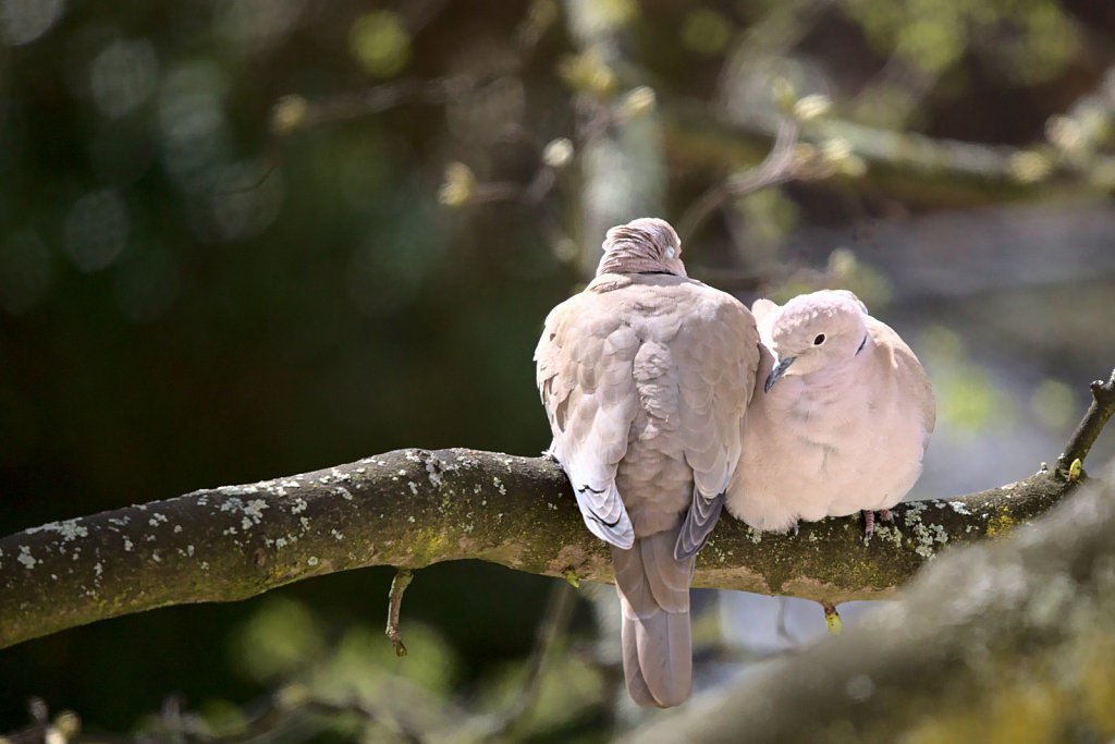 Turteltaube / European Turtle Dove