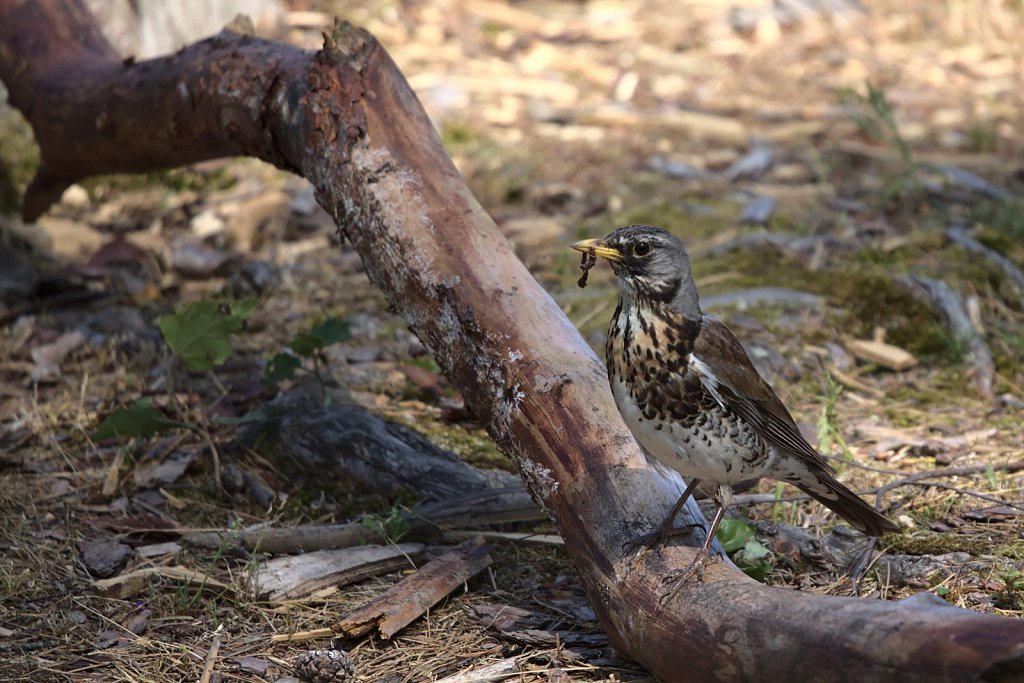 Wacholderdrossel / Fieldfare