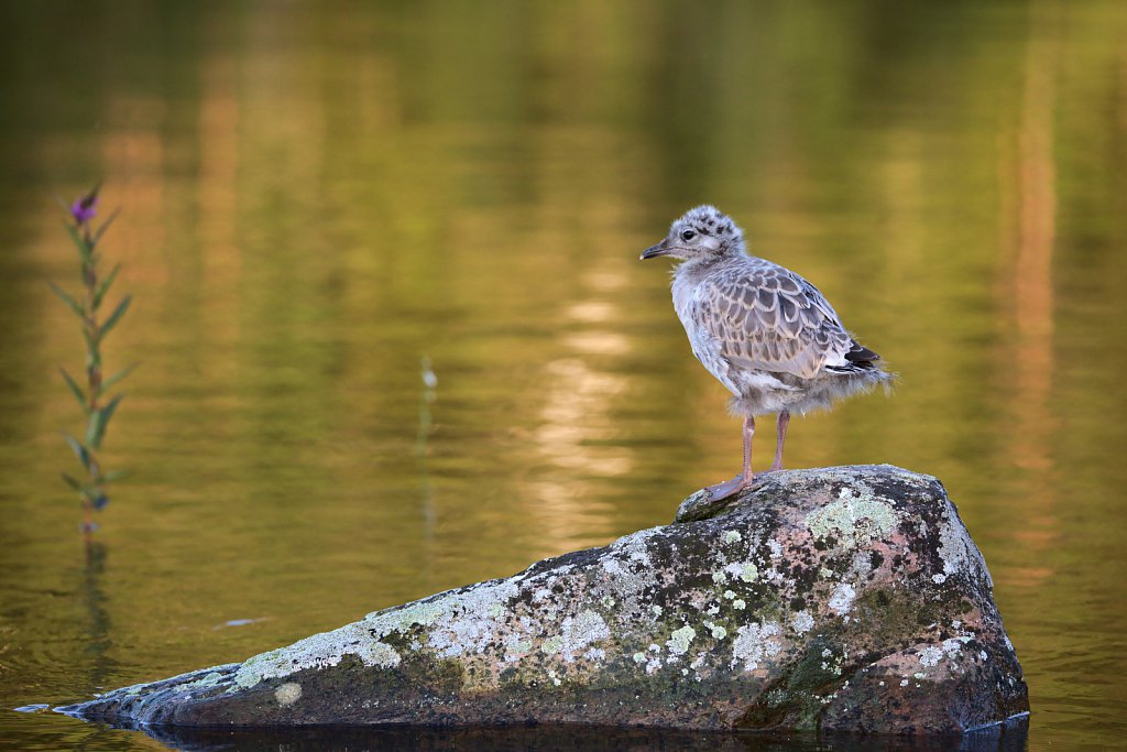 Young Seagull