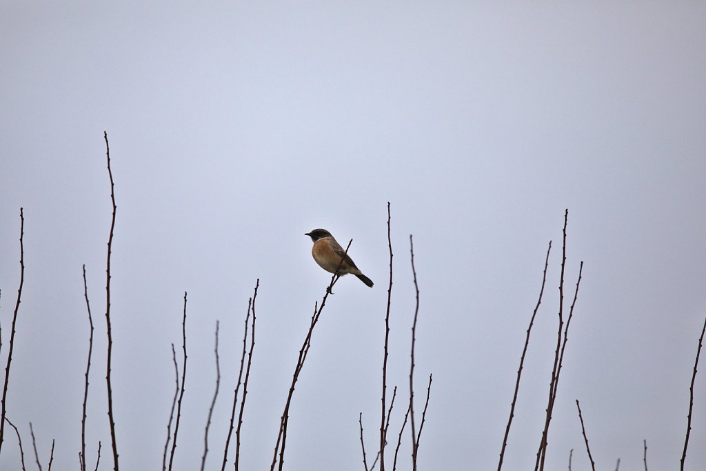 Schwarzkehlchen / European Stonechat