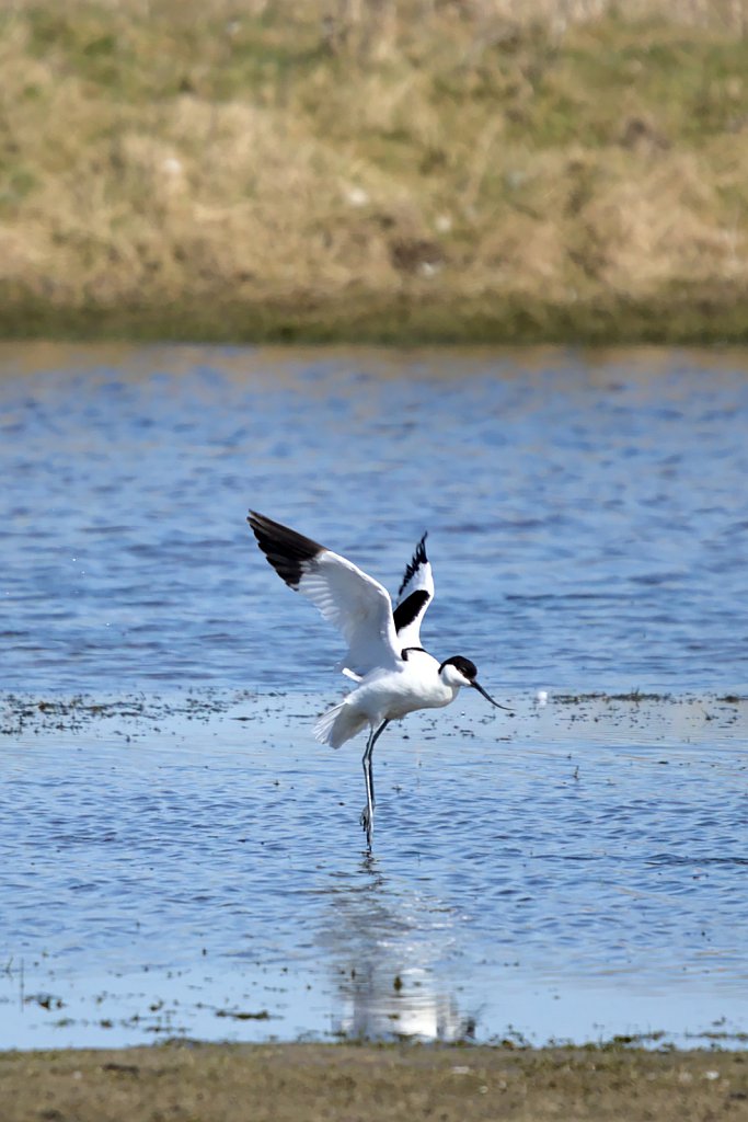 Säbelschnäbler / pied avocet