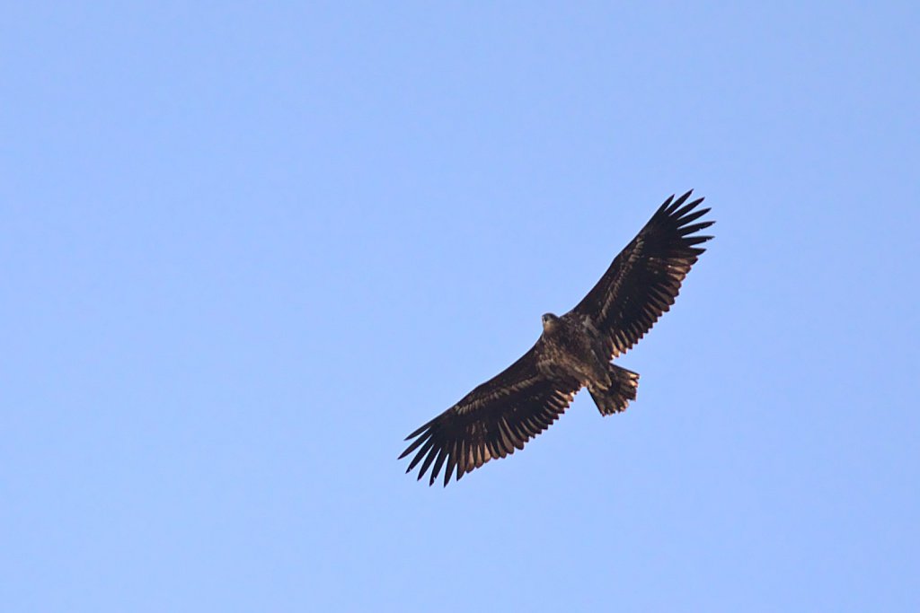 Seeadler in Wedel